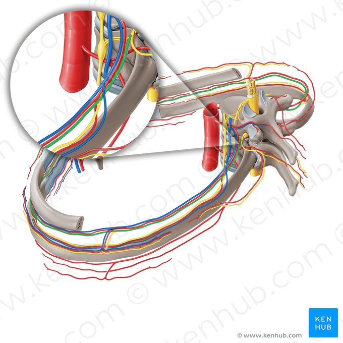 Intercostal nerve (Nervus intercostalis); Image: Paul Kim