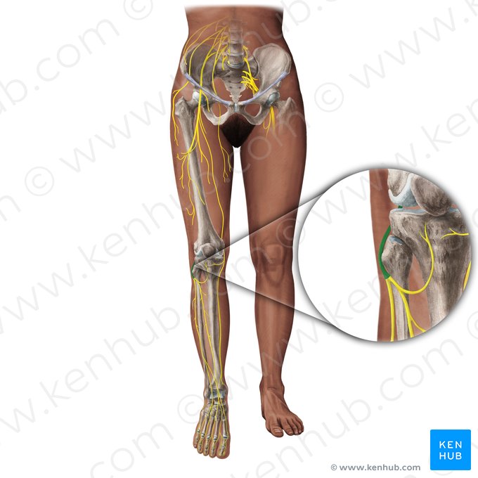 Nervio fibular común (Nervus fibularis communis); Imagen: Paul Kim