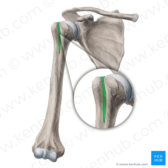 Sulcus intertubercularis humeri (Zwischenhöckerrinne des Oberarmknochens); Bild: Yousun Koh