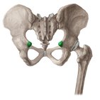 Ischial spine