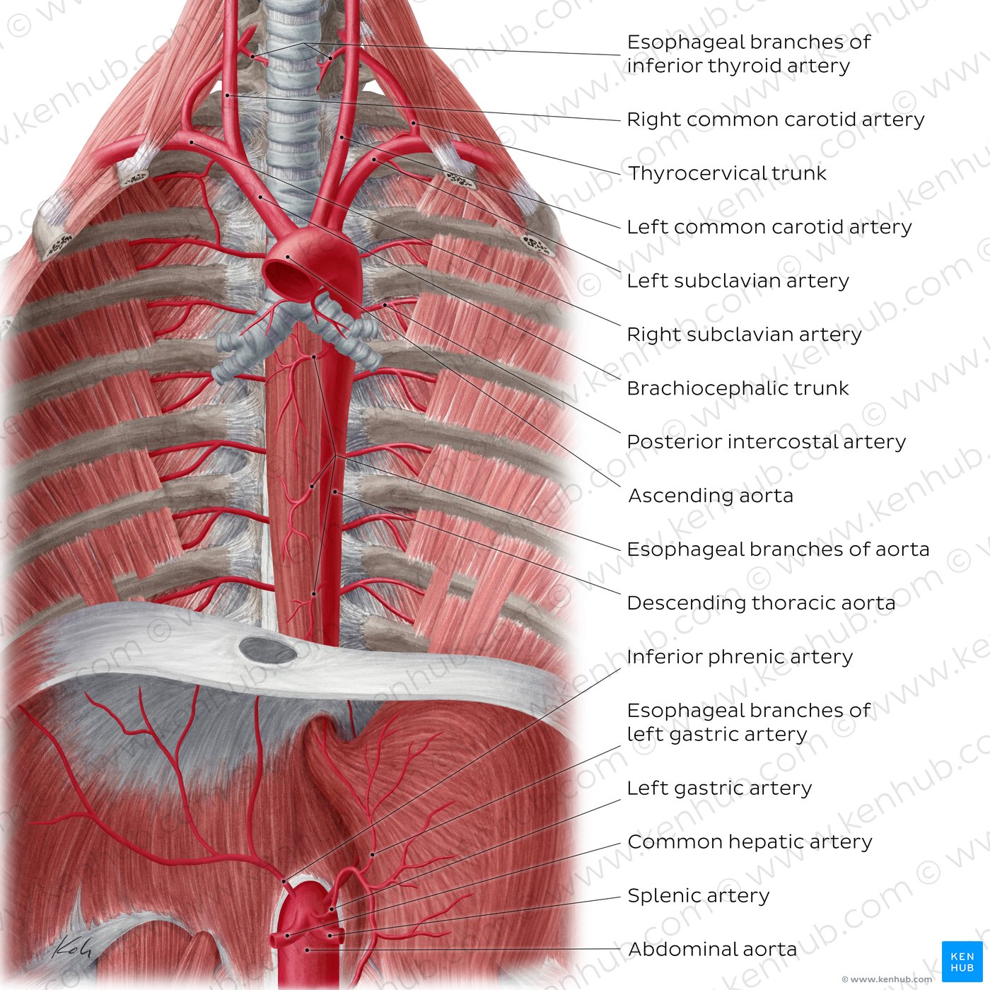 Arteries of the esophagus (anterior view)