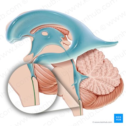 Canal central da medula espinal (Canalis centralis medullae spinalis); Imagem: Paul Kim