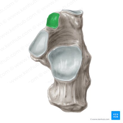 Carilla articular anterior para el talus del calcáneo (Facies articularis talaris anterior calcanei); Imagen: Samantha Zimmerman