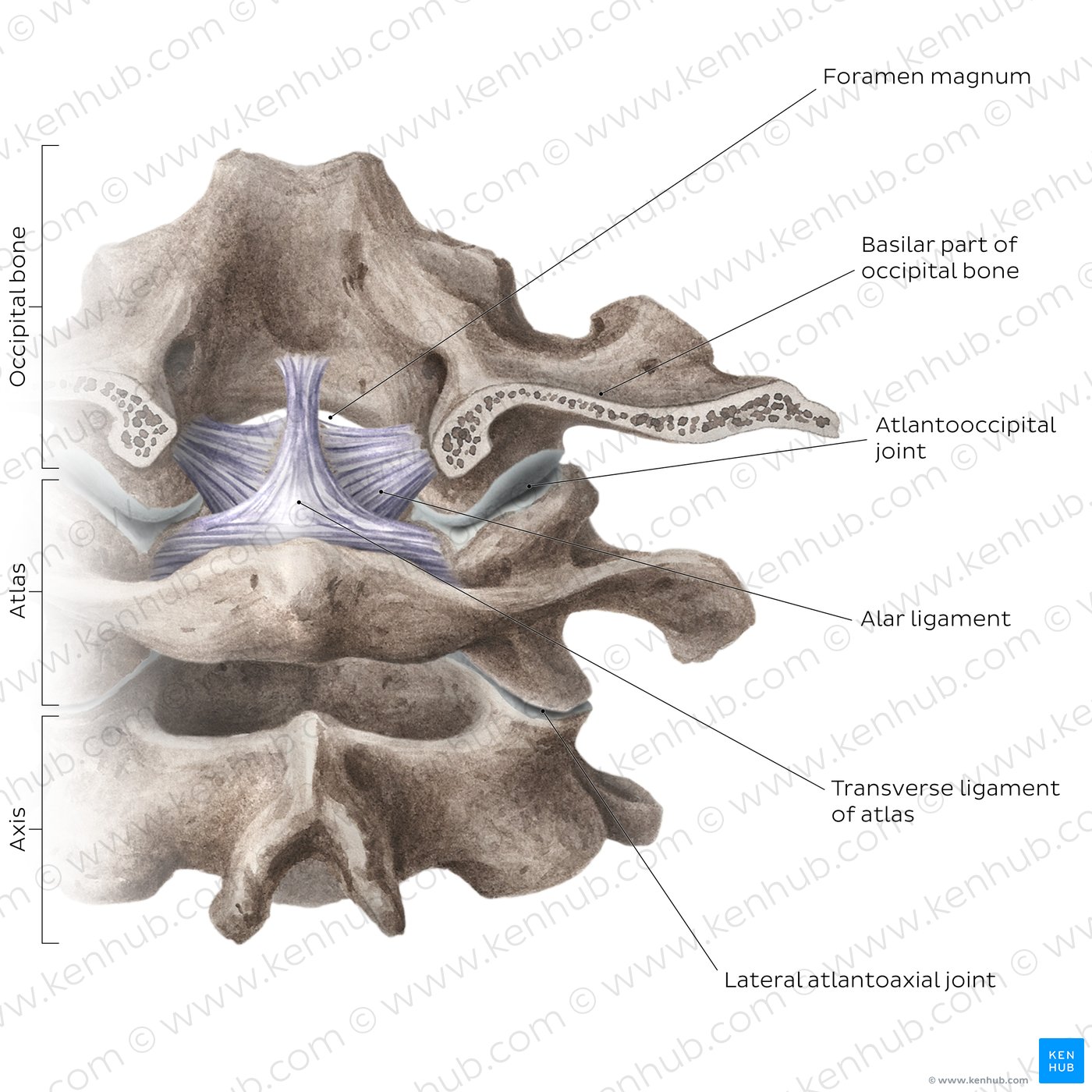 Atlantooccipital and atlantoaxial joints