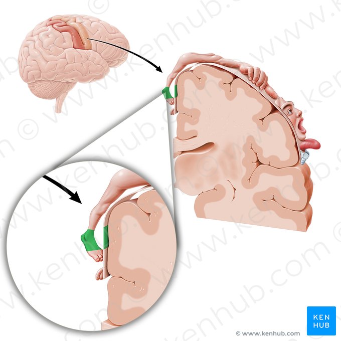 Motor cortex of ankle (Cortex motorius regionis tarsalis); Image: Paul Kim