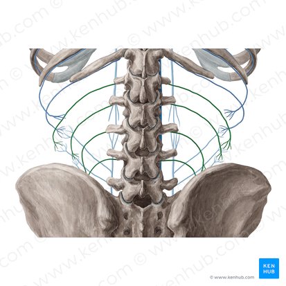 Lumbar veins (Venae lumbales); Image: Yousun Koh