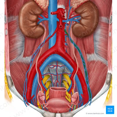 Left ovarian artery (Arteria ovarica sinistra); Image: Irina Münstermann