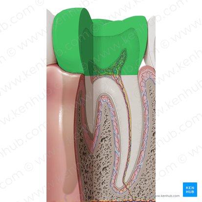 Coroa dentária (Corona dentis); Imagem: Paul Kim