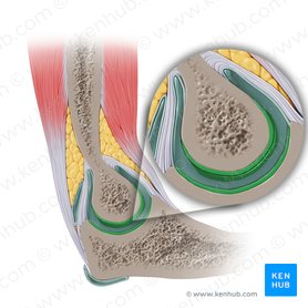 Cartilago articulationis cubiti (Gelenkknorpel des Ellenbogens); Bild: Paul Kim