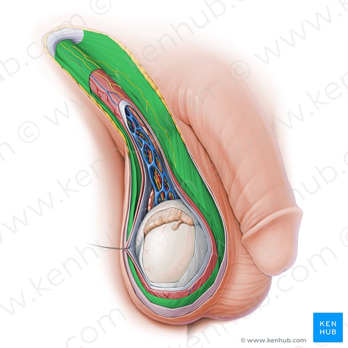 Fascia spermatica externa (Äußere Samenfaszie); Bild: Paul Kim