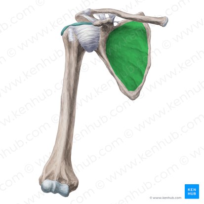 Fosa subescapular de la escápula (Fossa subscapularis scapulae); Imagen: Yousun Koh