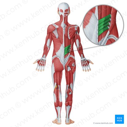 Músculo serrátil posterior inferior (Musculus serratus posterior inferior); Imagem: Irina Münstermann