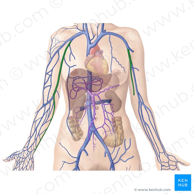 Basilic vein (Vena basilica); Image: Begoña Rodriguez