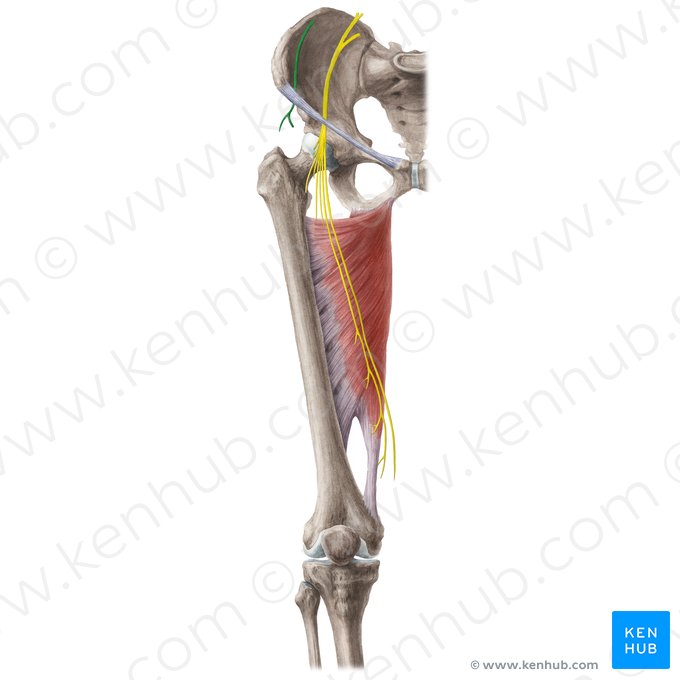 Nervo cutâneo femoral lateral (Nervus cutaneus lateralis femoris); Imagem: Liene Znotina