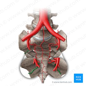 Superior gluteal artery (Arteria glutea superior); Image: Paul Kim