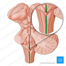 Posterior median sulcus (Sulcus medianus posterior); Image: Paul Kim