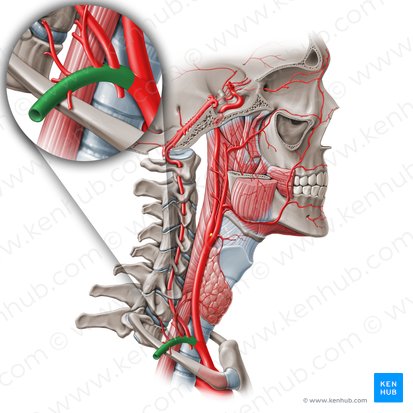 Subclavian artery (Arteria subclavia); Image: Paul Kim