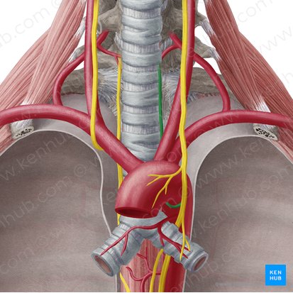 Nervo laríngeo recorrente esquerdo (Nervus laryngeus recurrens sinister); Imagem: Yousun Koh