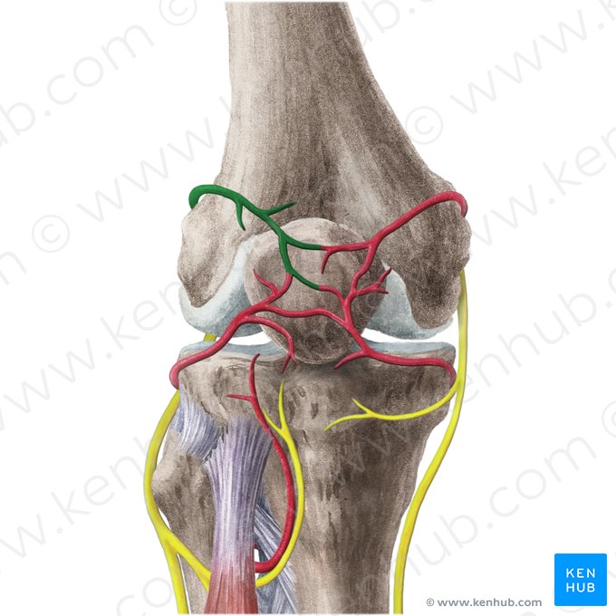 Artéria superior lateral do joelho (Arteria superior lateralis genus); Imagem: Liene Znotina
