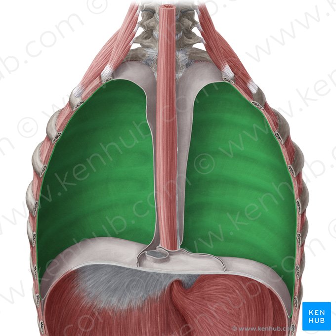 Porção costal da pleura parietal (Pars costalis pleurae parietalis); Imagem: Yousun Koh