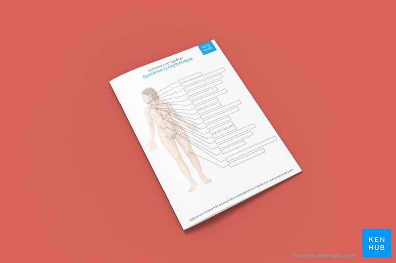 Schéma du système lymphatique à compléter (PDF à télécharger ci-dessous !)