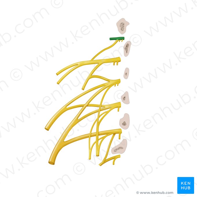 Subcostal nerve (Nervus subcostalis); Image: Begoña Rodriguez