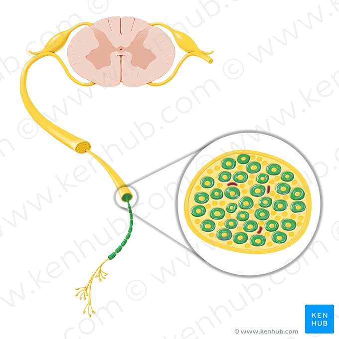 Myelin sheath (Stratum myelini); Image: Paul Kim