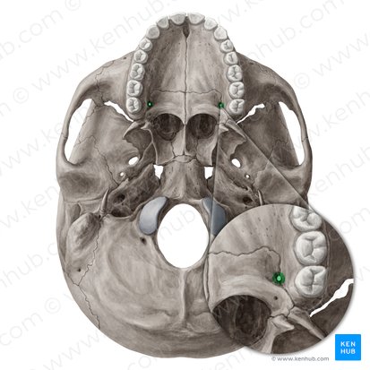 Greater palatine foramen (Foramen palatinum majus); Image: Yousun Koh