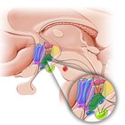 Organs of the endocrine system