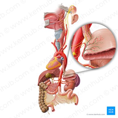 Ramos gástricos anteriores do tronco vagal anterior (Rami gastrici anteriores trunci vagalis anterioris); Imagem: Paul Kim