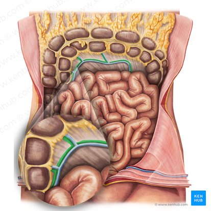 Arteria cólica media (Arteria colica media); Imagen: Irina Münstermann