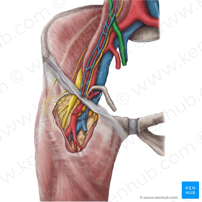 Ureter; Image: Hannah Ely