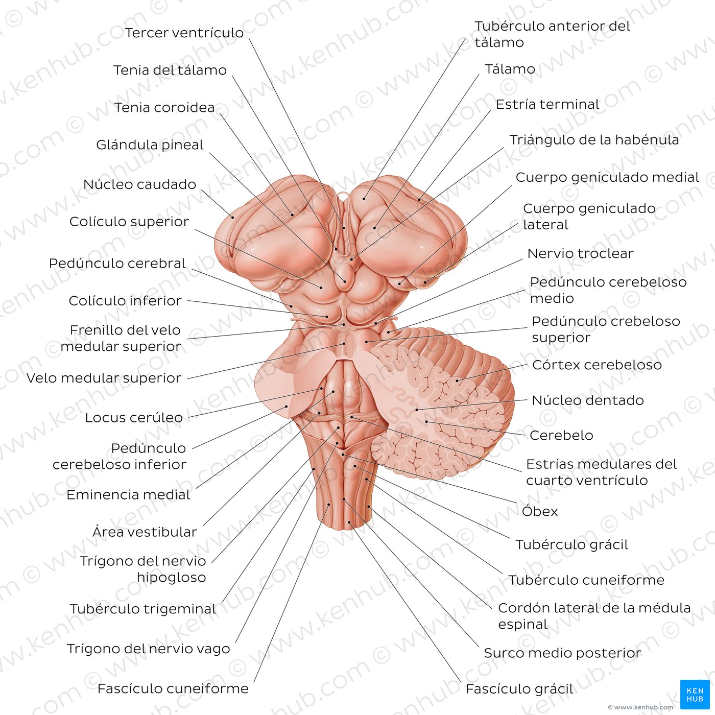 Brainstem