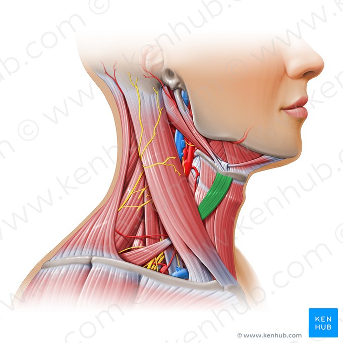 Vientre superior del músculo omohioideo (Venter superior musculi omohyoidei); Imagen: Paul Kim