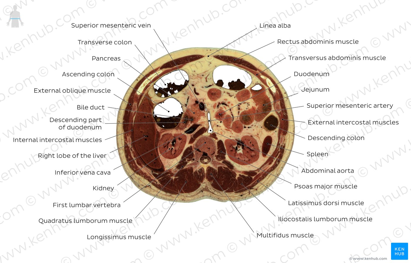 Cross section of the abdomen through L1: Diagram