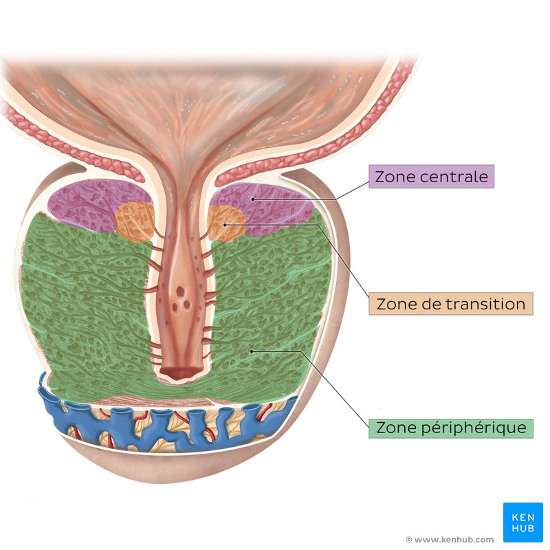 Zones de la  prostate (schéma)