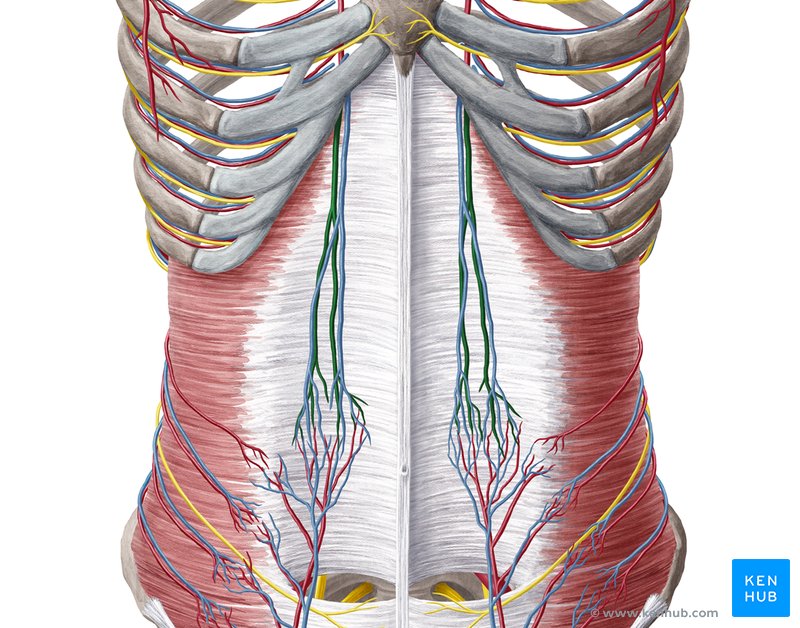 Superior epigastric artery (Arteria epigastrica superior)