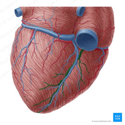 Arteria interventricular posterior (Arteria interventricularis inferior); Imagen: Yousun Koh