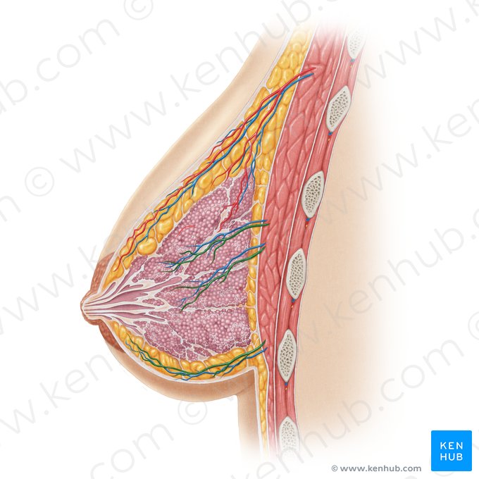 Rami mammarii laterales arteriae intercostalis posterioris (Seitliche Brustdrüsenäste der hinteren Zwischenrippenarterie); Bild: Samantha Zimmerman