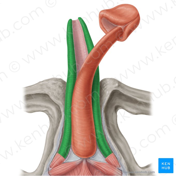 Corpus cavernosum of penis (Corpus cavernosum penis); Image: Samantha Zimmerman