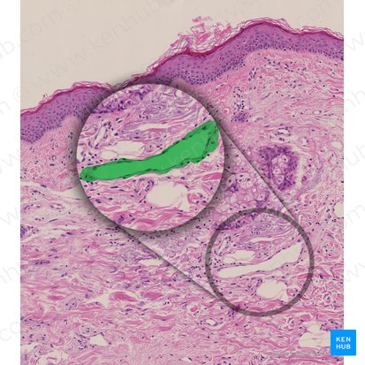 Lymphatic vessel of dermis (Vas lymphaticum dermis); Image: 