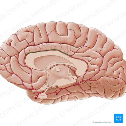 Pericallosal artery (Arteria pericallosa); Image: Paul Kim