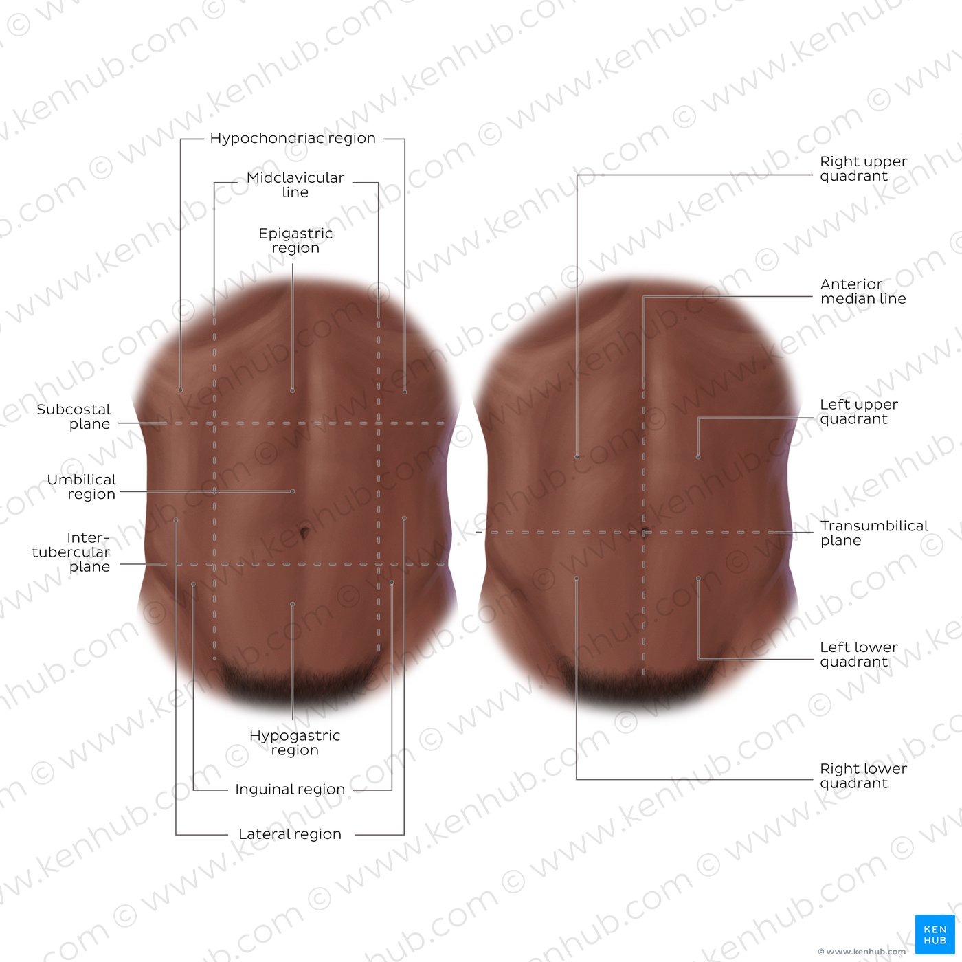 Regions and quadrants of the abdomen