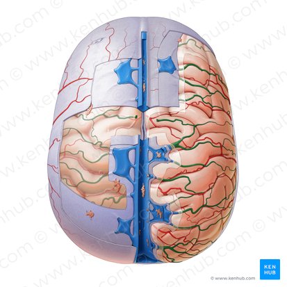 Superior cerebral veins (Venae superiores cerebri); Image: Paul Kim