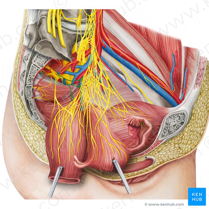 Pelvic splanchnic nerves (Nervi splanchnici pelvici); Image: Irina Münstermann