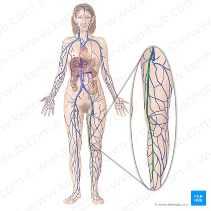 Great saphenous vein (Vena saphena magna); Image: Begoña Rodriguez