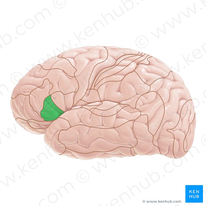 Área 45 de Brodmann (Area Brodmann 45); Imagem: Paul Kim