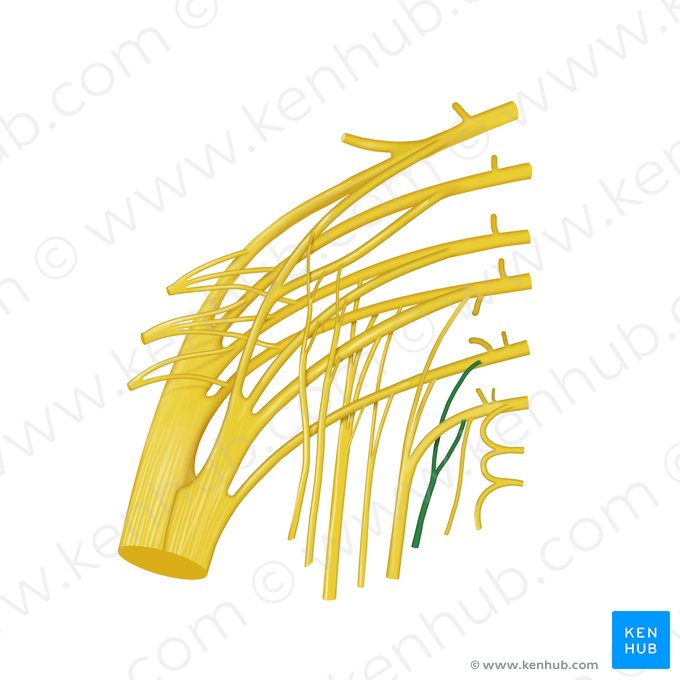 Nerve to levator ani muscle (Nervus musculi levatoris ani); Image: Begoña Rodriguez