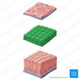 Simple epithelium: Location, function, structure | Kenhub