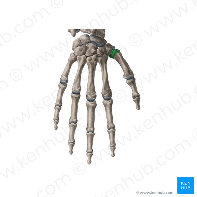 Base of 1st metacarpal bone (Basis ossis metacarpi 1); Image: Yousun Koh